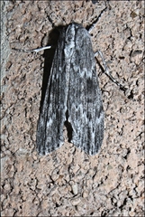 Capusa senilis