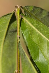Quercus oglethorpensis