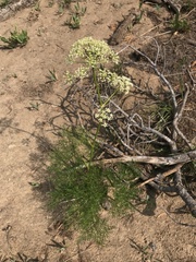 Ligusticum filicinum