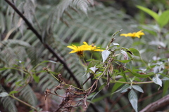 Bidens rubifolia