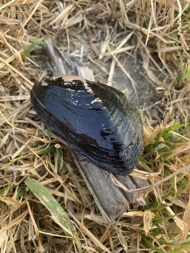 Western Ridged Mussel