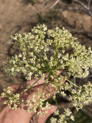 Ligusticum filicinum