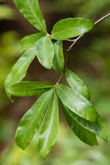 Quercus oglethorpensis