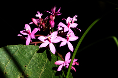 Epidendrum secundum