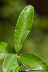 Quercus oglethorpensis