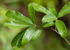 Quercus oglethorpensis