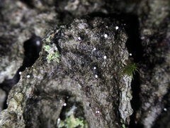 Dictyocatenulata alba