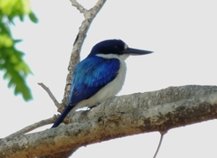 Todiramphus macleayii