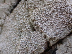 Coccotrema maritimum