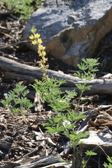Lupinus croceus croceus
