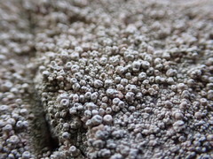 Coccotrema maritimum