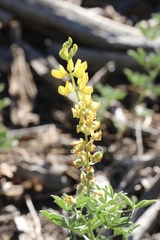 Lupinus croceus croceus