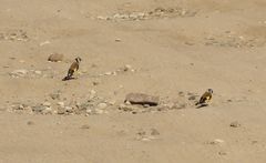 Carduelis carduelis
