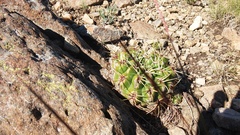 Gymnocalycium monvillei