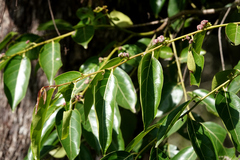 Glochidion sumatranum