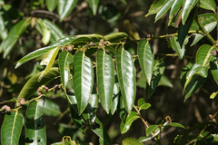 Glochidion sumatranum