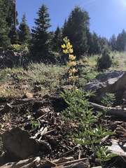 Lupinus croceus croceus