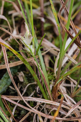 Carex austrodeflexa
