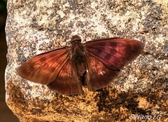 Aethilla echina echina