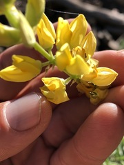 Lupinus croceus croceus