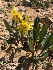 Senecio amplectens holmii