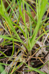 Carex austrodeflexa