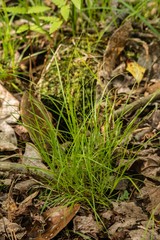Carex austrodeflexa