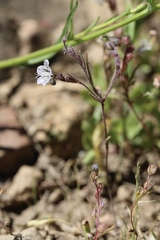Phacelia pringlei