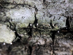 Dictyocatenulata alba