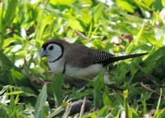 Stizoptera bichenovii