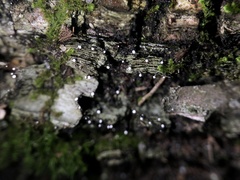 Dictyocatenulata alba