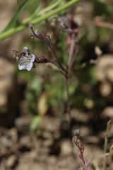 Phacelia pringlei
