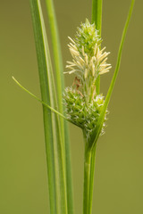 Carex complanata