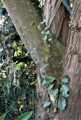 Ficus polita