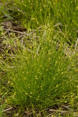 Isolepis carinata