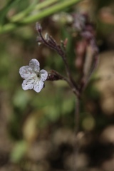 Phacelia pringlei