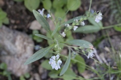 Phacelia leonis