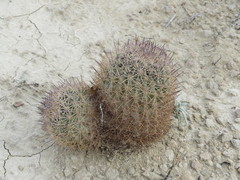 Echinomastus warnockii