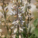 Lupinus floridanus - Photo (c) Keith Bradley, algunos derechos reservados (CC BY-NC), subido por Keith Bradley