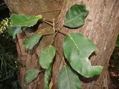 Ficus polita