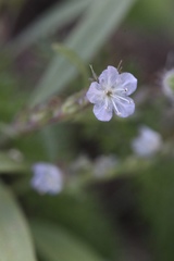 Phacelia leonis