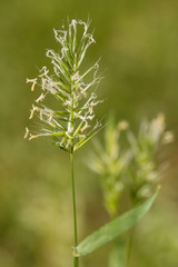 Anthoxanthum aristatum