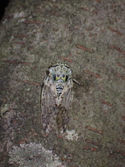 Platypleura kaempferi