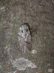 Platypleura kaempferi