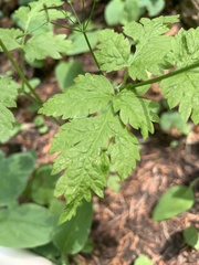 Osmorhiza depauperata