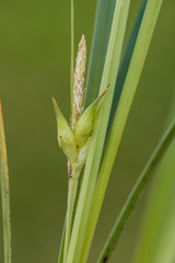 Carex superata