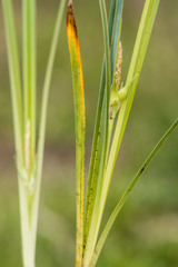 Carex superata