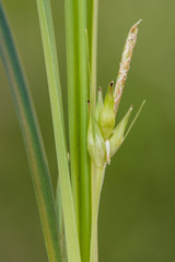 Carex superata