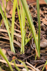 Carex superata