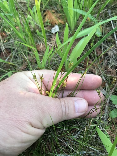 Carex gynocrates iNat (3)